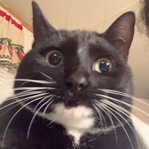 Meet your Posher, Kami